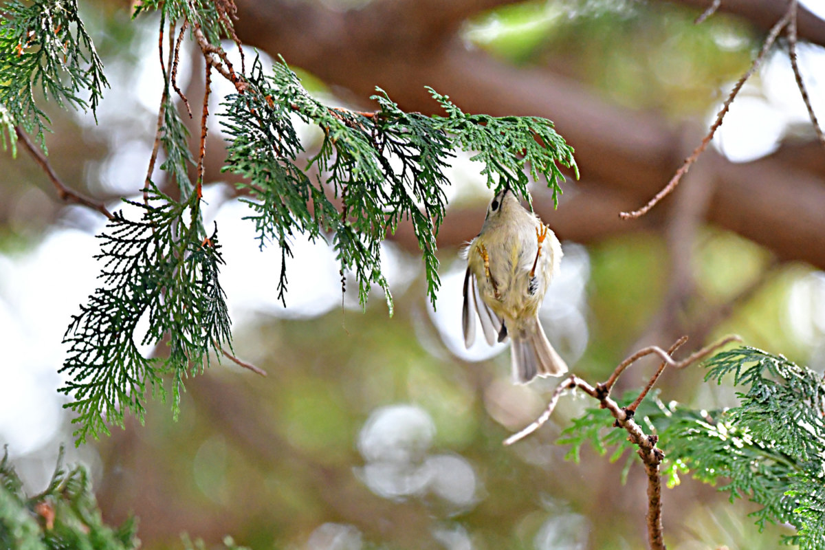 キクイタダキ 足