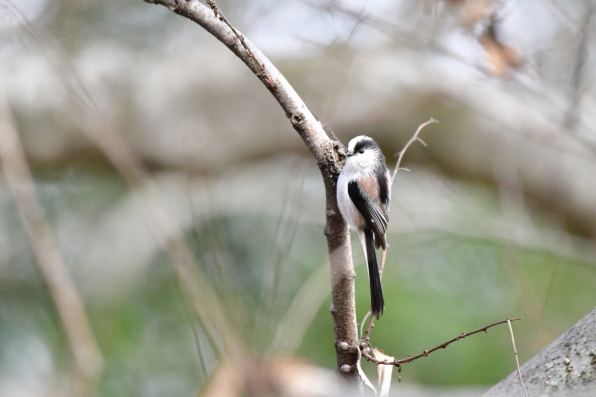 エナガ 近距離撮影