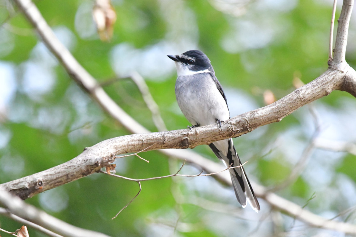 リュウキュウサンショウクイ 単独