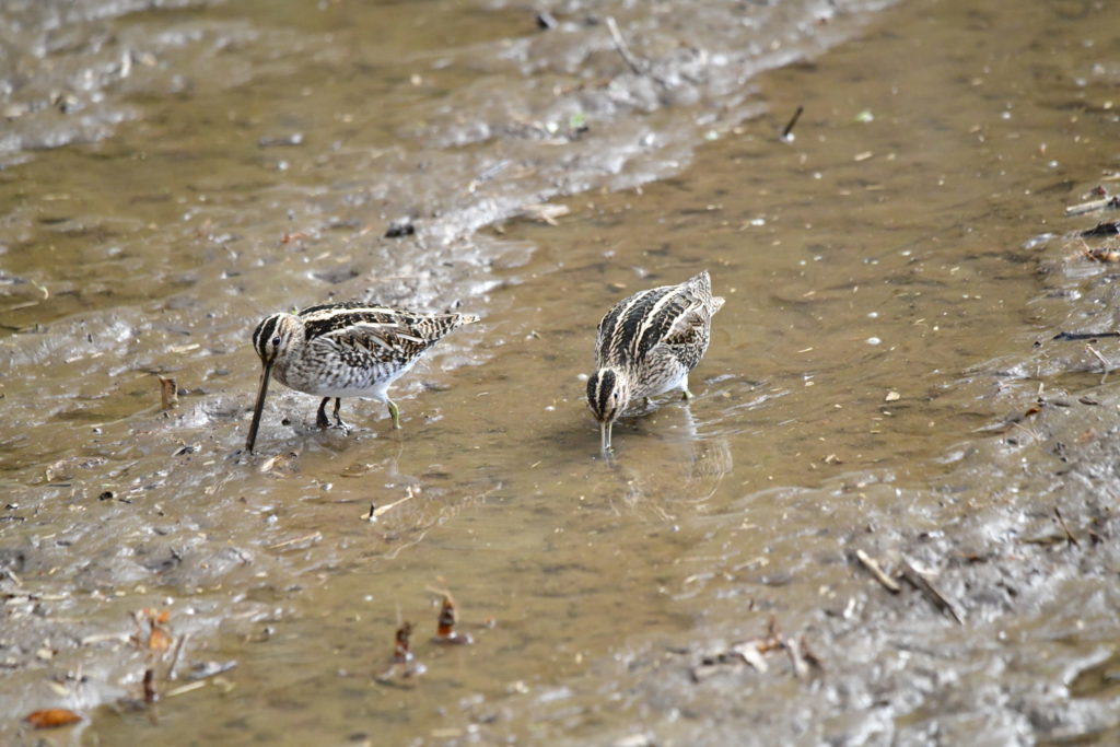 タシギ 北本自然観察公園