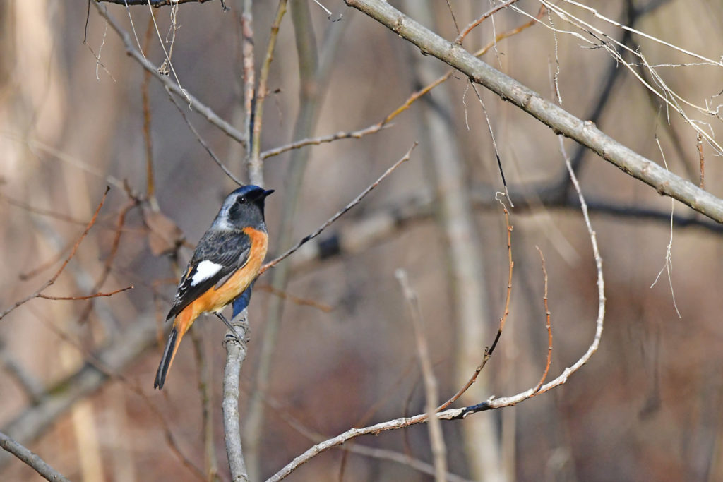 ジョウビタキ オス 枝