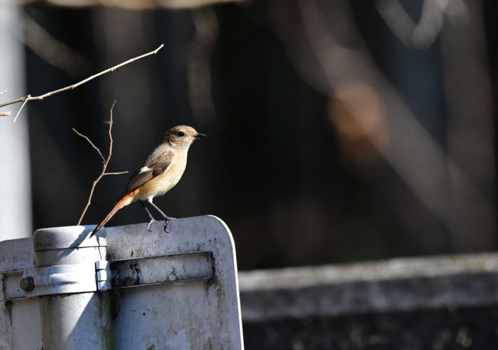 ジョウビタキ メス スレンダー