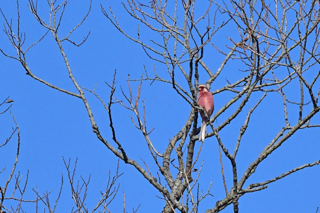 ベニマシコ 北本自然観察公園