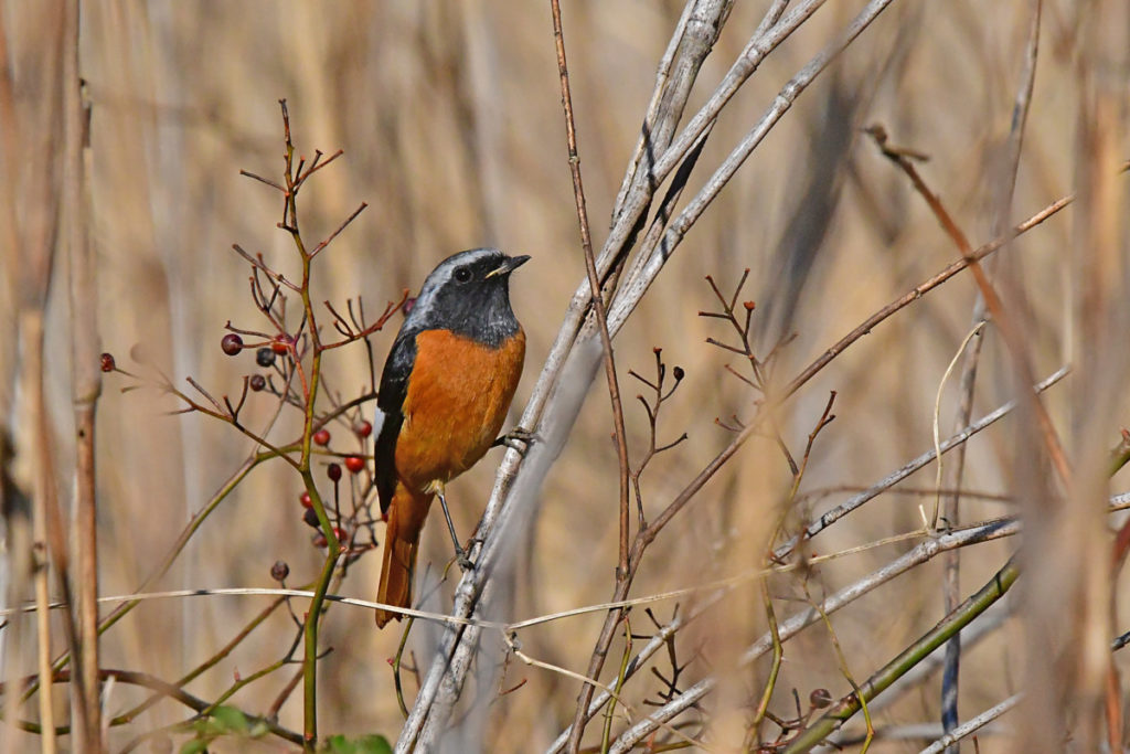 ジョウビタキ オス 後ろ姿