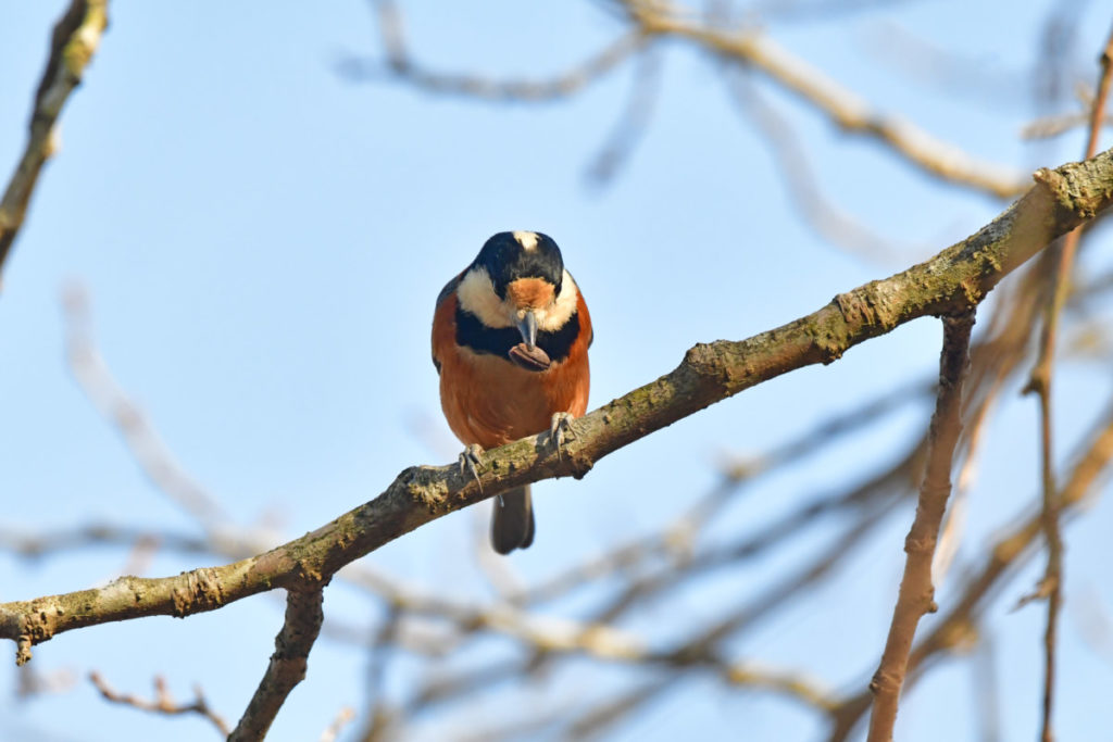 ヤマガラ コーヒー豆
