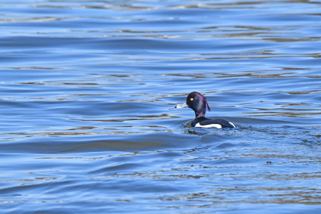三方五湖のキンクロハジロ