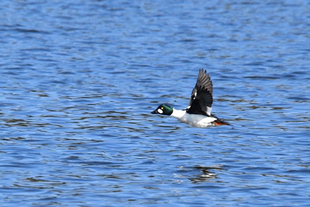 ホオジロガモのオス