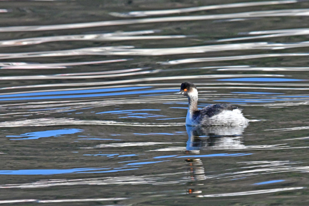 単独で行動するハジロカイツブリ