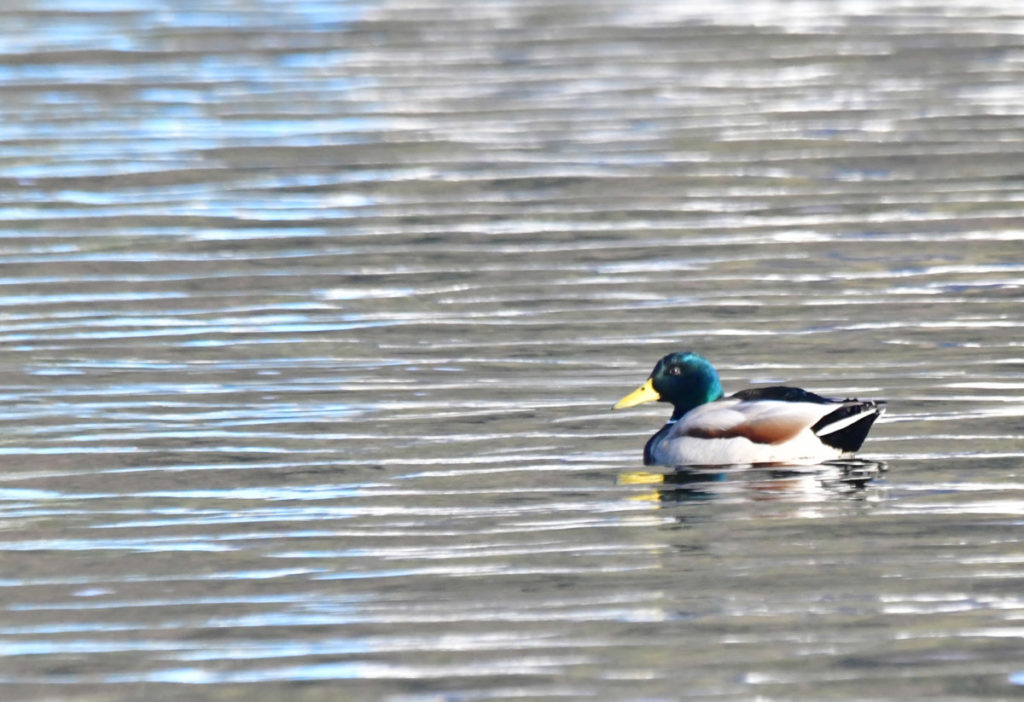 至近距離で撮影したマガモ