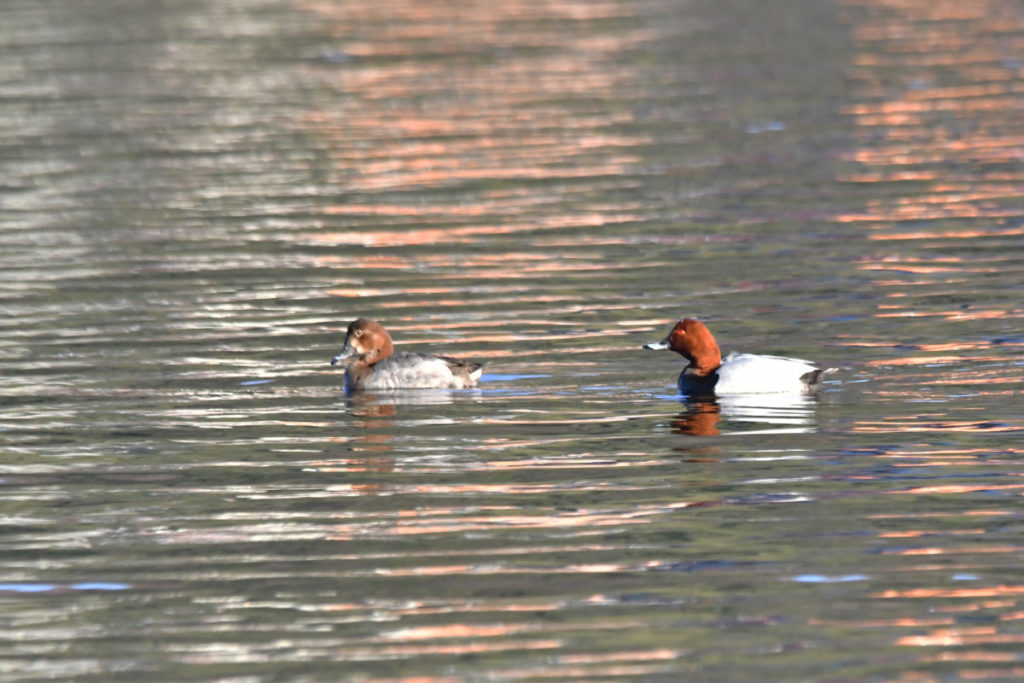 仲睦まじいホシハジロのペア