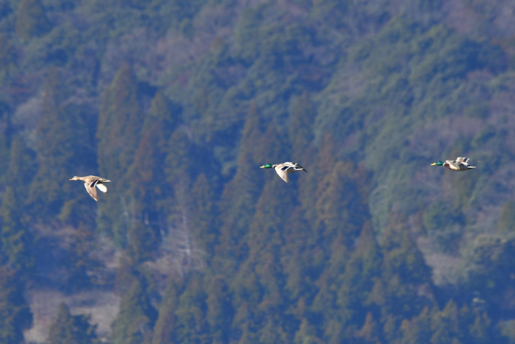 冬の三方五湖を優雅に泳ぐマガモ