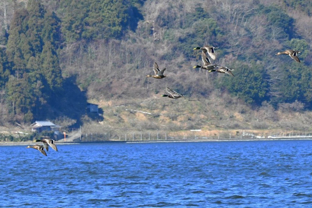 三方五湖の山々を背景に飛翔するマガモ