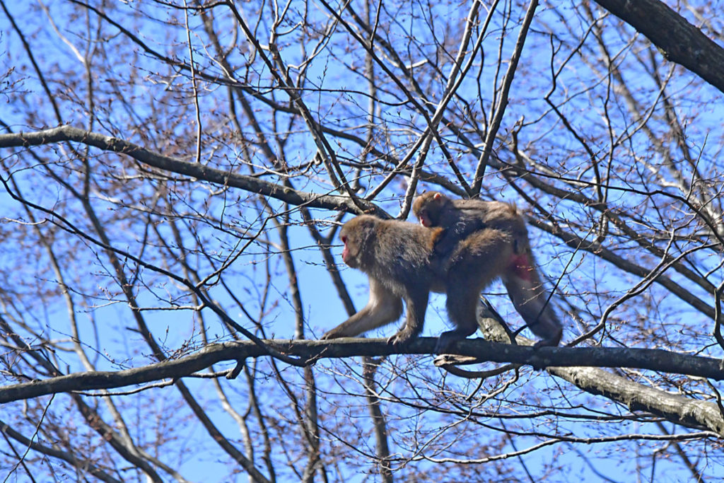 三方五湖のほとりに現れた日本猿の赤ちゃん