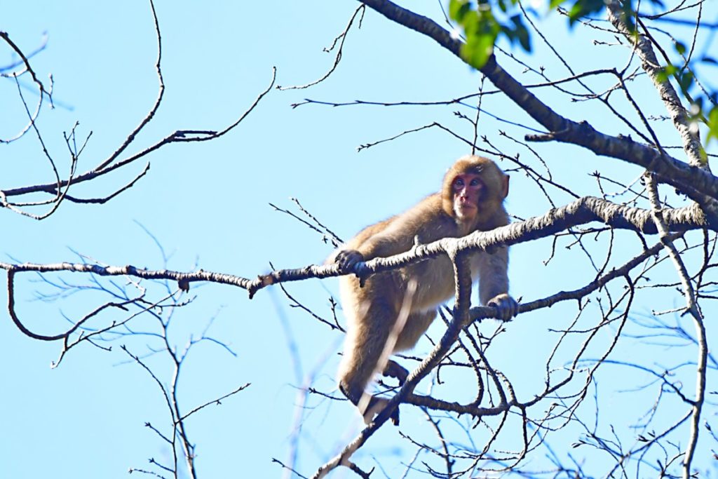 木の上からこちらを見る日本猿